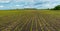 Sugar beet fresh leaves sprouts on field