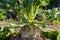 Sugar beet growing on a field, fragment close-up