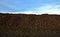 sugar beet landfill. preparation for transport from field directly to sugar