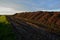 sugar beet landfill. preparation for transport from field directly to sugar