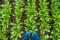 Sugar beet leaves from above, close up, farmer`s legs in boot covers