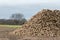 Sugar beet pile. Organic crop harvest from Norfolk UK