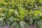 Sugar beet plants seen from above