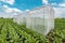 Sugar beet pollination control tents in cultivated agricultural field