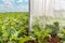 Sugar beet pollination control tents in cultivated agricultural field