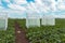 Sugar beet pollination control tents in cultivated agricultural field