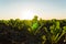 Sugar beet seedling in the agricultural garden with the sunset. Young green sugar beet grows on a field in black soil