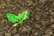 Sugar beet sprout growing in cultivated agricultural field