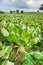Sugar beet vegetables growing in field for animal feed Shropshir