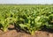 Sugar beets in the field from close