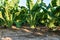 Sugar beets in the ground