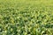 Sugar beets growing in the fertile farm fields of Idaho.