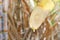 Sugar cane and Dropping molasses, Sugar Cane droplets, Sugarcane piece fresh, Sugar cane on blurred sugarcane tree plantation