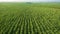 Sugar Cane farm. Sugar cane fields view from the sky. Drone photo of cane sugar. Sugarcane field in blue sky and white cloud.