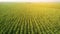 Sugar Cane farm. Sugar cane fields view from the sky. Drone photo of cane sugar. Sugarcane field in blue sky and white cloud.