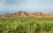 Sugar cane field