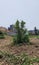 Sugar cane field coconut trees