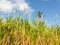 Sugar Cane field in Maurice