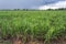 Sugar cane field after the rain