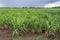 Sugar cane field after the rain