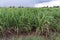 Sugar cane field after the rain