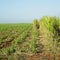 Sugar cane field, Rene Fraga, Cuba