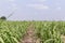 Sugar cane field . Sugarcane plantations,the agriculture tropical plant.