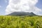 Sugar Cane fields & Mountain landscape