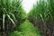 Sugar cane fields, in the plantation area of â€‹â€‹the sugar factory