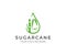 Sugar cane fields, tropical culture logo design. Sugarcane plantation, sugar and food, sugar stem, plant and leaves vector design