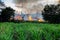 Sugar cane fire burning in field at Valle del Cauca in Colombia