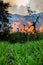 Sugar cane fire burning in field at Valle del Cauca in Colombia