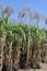 Sugar cane flower, Sugarcane plantation, Sugarcane plants grow in field, Plantation Sugar cane tree farm, Background of sugarcane