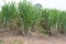 Sugar cane growing in the field