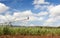 Sugar cane growing in North Queensland