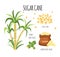 Sugar cane hand drawn vector illustration set with sweet farm plant stalks