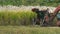 Sugar cane harvest