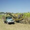 Sugar cane harvest