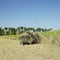 Sugar cane harvest