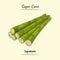 Sugar Cane Illustration Used Ingredients For Cooking Some Food, Sketch & Vector Style