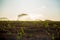 Sugar cane irrigation field