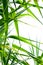 Sugar cane leaf background
