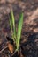 Sugar cane leaves burned close up. Thailand.