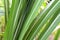 Sugar cane leaves fresh green close-up, sugarcane agriculture