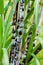 Sugar cane plant closeup tropical climate plantation agricultural crop organic raw growth vertical