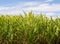 Sugar cane plantation closeup used in biofuel