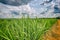 Sugar cane plantation and cloudy sky - Brazil coutryside