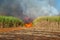 Sugar cane plantation and fire