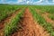 Sugar cane seedlings planted in a field