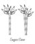 Sugar cane stem branch and leaf vector hand drawn illustration.